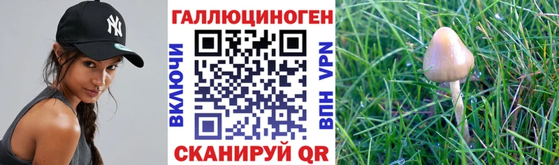 купить  цена  Сарапул  Галлюциногенные грибы прущие грибы 